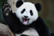 sampanda